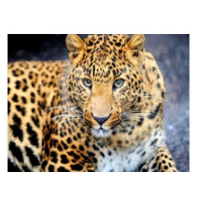 Алмазна мозаїка JS 25464 (50) "TK Group", "Тварини", 30х20 в коробці