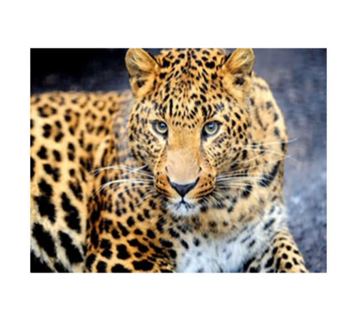 Алмазна мозаїка JS 25464 (50) "TK Group", "Тварини", 30х20 в коробці