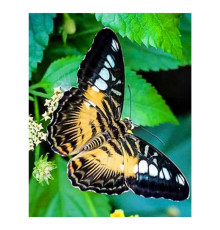 Алмазна мозаїка JS 24637 (50) "TK Group", "Метелики", 30х20 в коробці