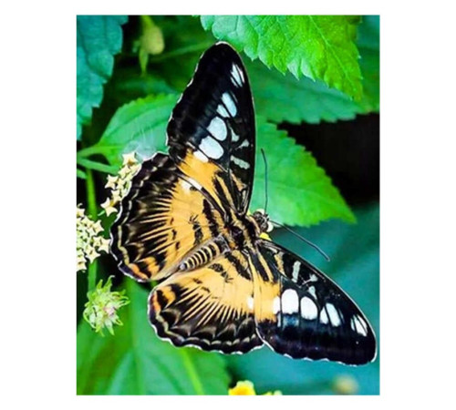 Алмазна мозаїка JS 24637 (50) "TK Group", "Метелики", 30х20 в коробці