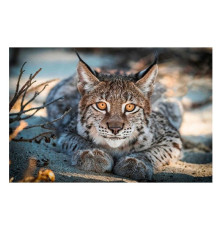 Алмазна мозаїка JS 25386 (50) "TK Group", "Тварини", 30х20 в коробці