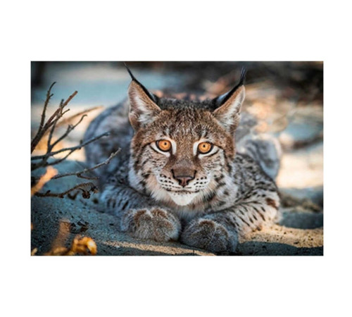 Алмазна мозаїка JS 25386 (50) "TK Group", "Тварини", 30х20 в коробці