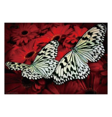 Алмазна мозаїка JS 20466 (50) "TK Group", "Метелики", 30х20 в коробці