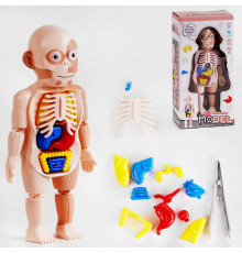 Набір лікаря W 608 (72/2) анатомія людини, у коробці