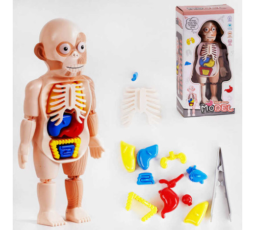 Набір лікаря W 608 (72/2) анатомія людини, у коробці – в наличии! Купите сейчас у KAZKOVA