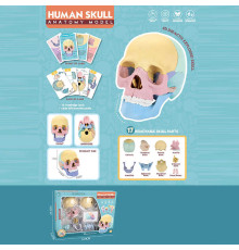 Ігровий набір "Анатомія людини" W 618 (36/2) розмір: 8,5х14,5х11 см, 10 карток, 17 елементів, в коробці