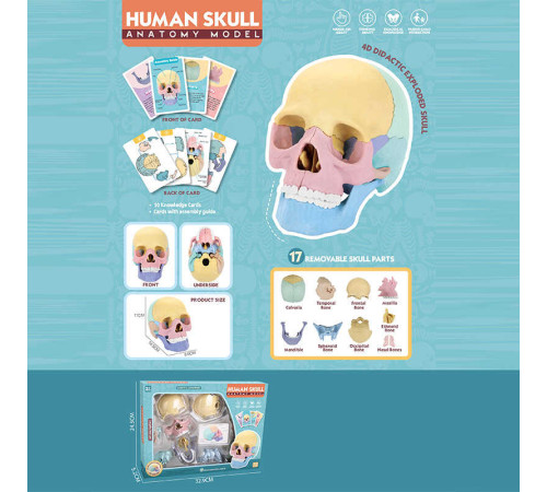 Ігровий набір "Анатомія людини" W 618 (36/2) розмір: 8,5х14,5х11 см, 10 карток, 17 елементів, в коробці