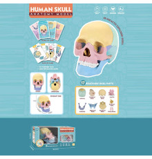 Ігровий набір "Анатомія людини" W 619 (36) розмір: 8,5х14,5х11 см, 10 карток, 17 елементів, в коробці