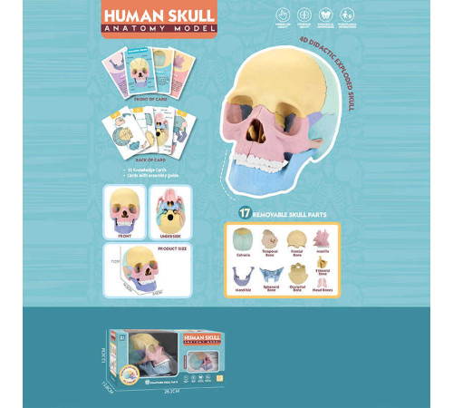 Ігровий набір "Анатомія людини" W 619 (36) розмір: 8,5х14,5х11 см, 10 карток, 17 елементів, в коробці